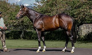 Tivaci stands at Waikato Stud for a service fee of $20,000. 